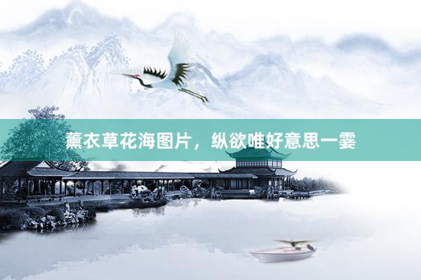 薰衣草花海图片，纵欲唯好意思一霎